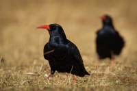 Kavce cervenozobe - Pyrrhocorax pyrrhocorax - Red-billed Chough 9891